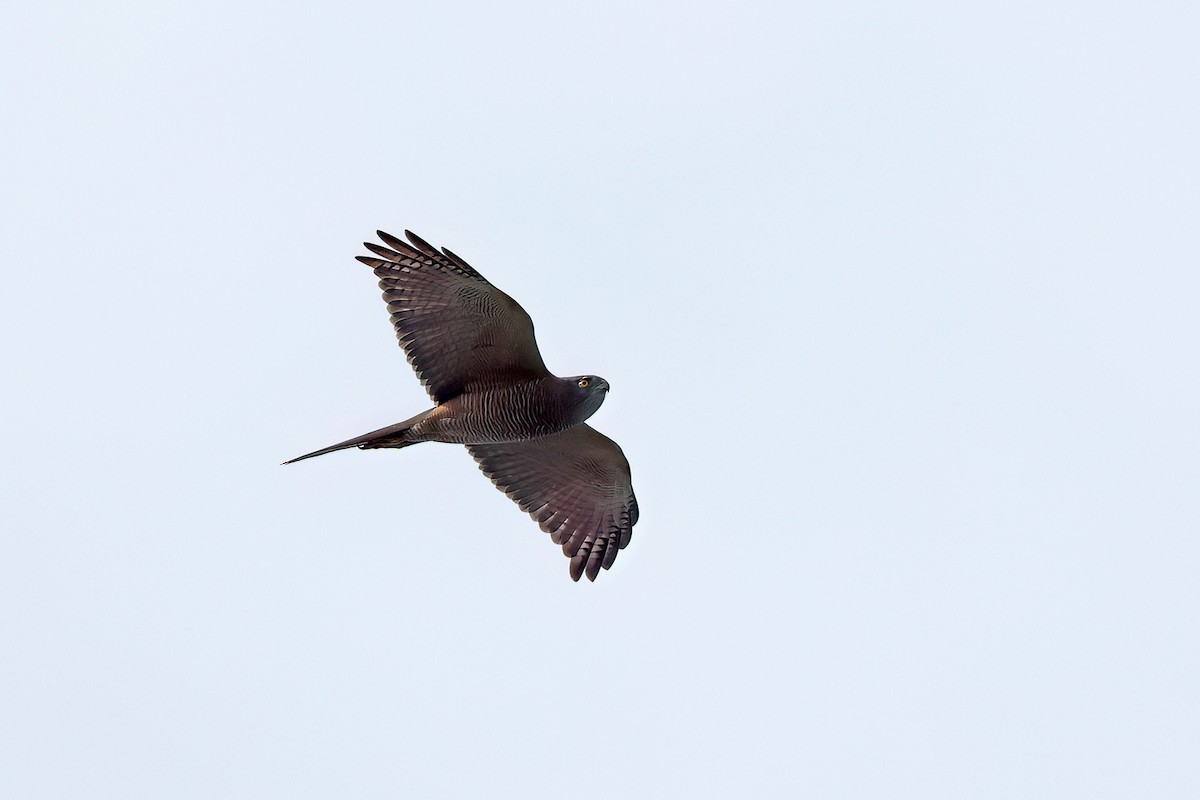 Brown Goshawk - ML639976589