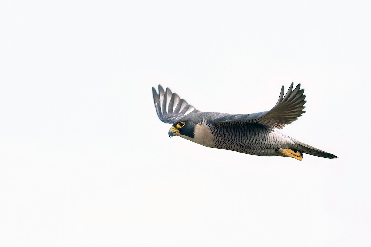 Peregrine Falcon - ML639976591