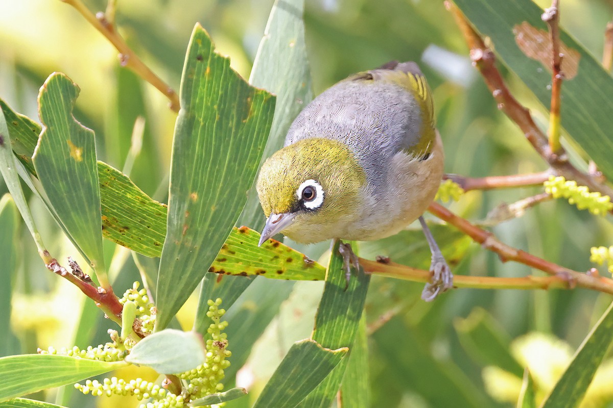 Silvereye - ML639976597