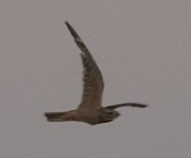 Lesser Nighthawk - ML639976620