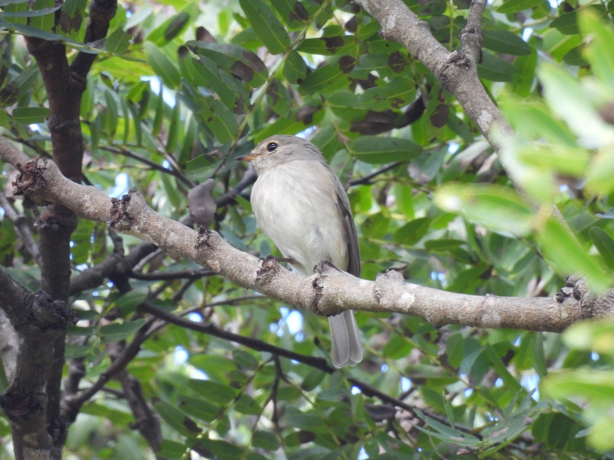 African Dusky Flycatcher - ML639976698