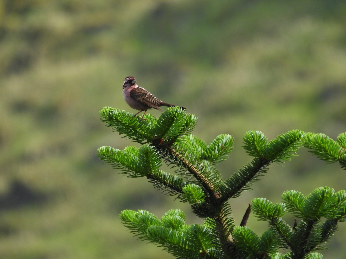 Sharpe's Rosefinch - ML639976722