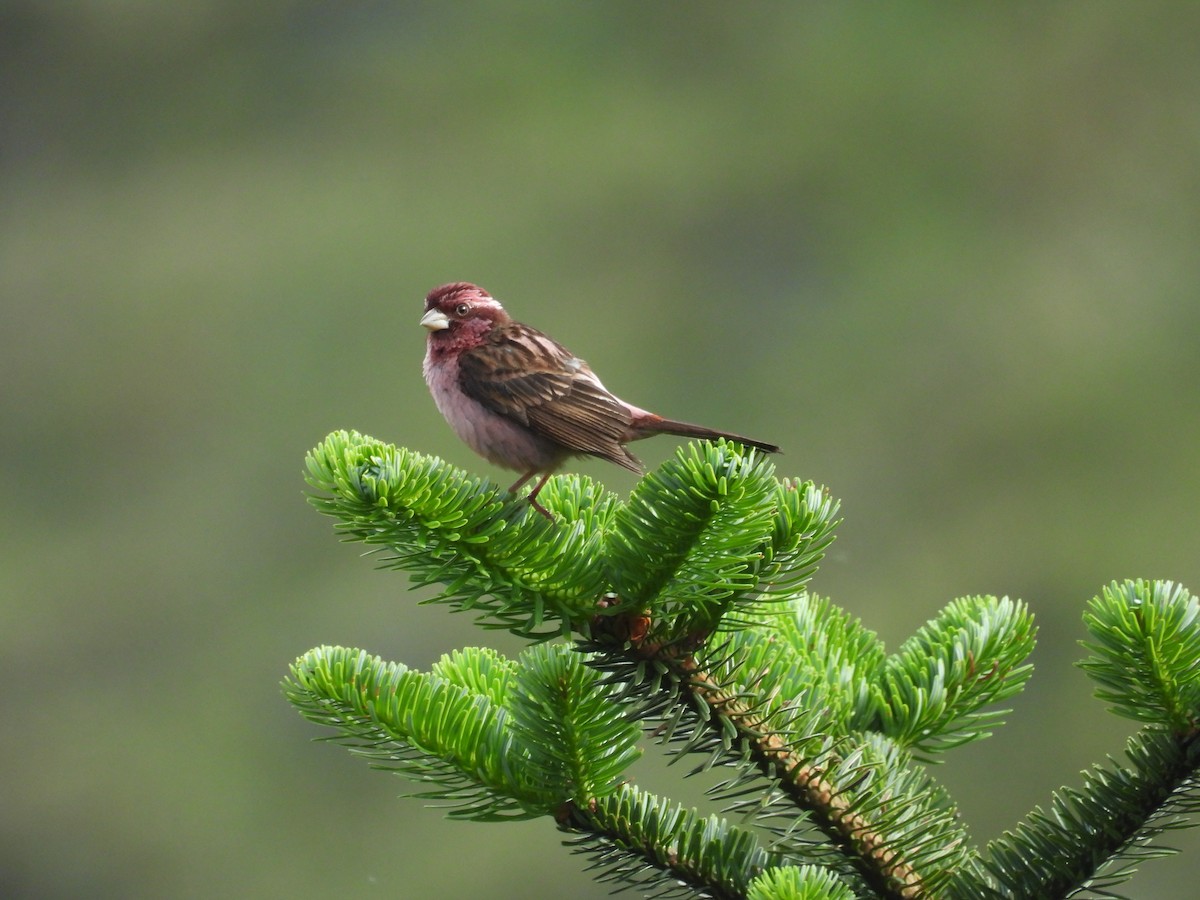 Sharpe's Rosefinch - ML639976723