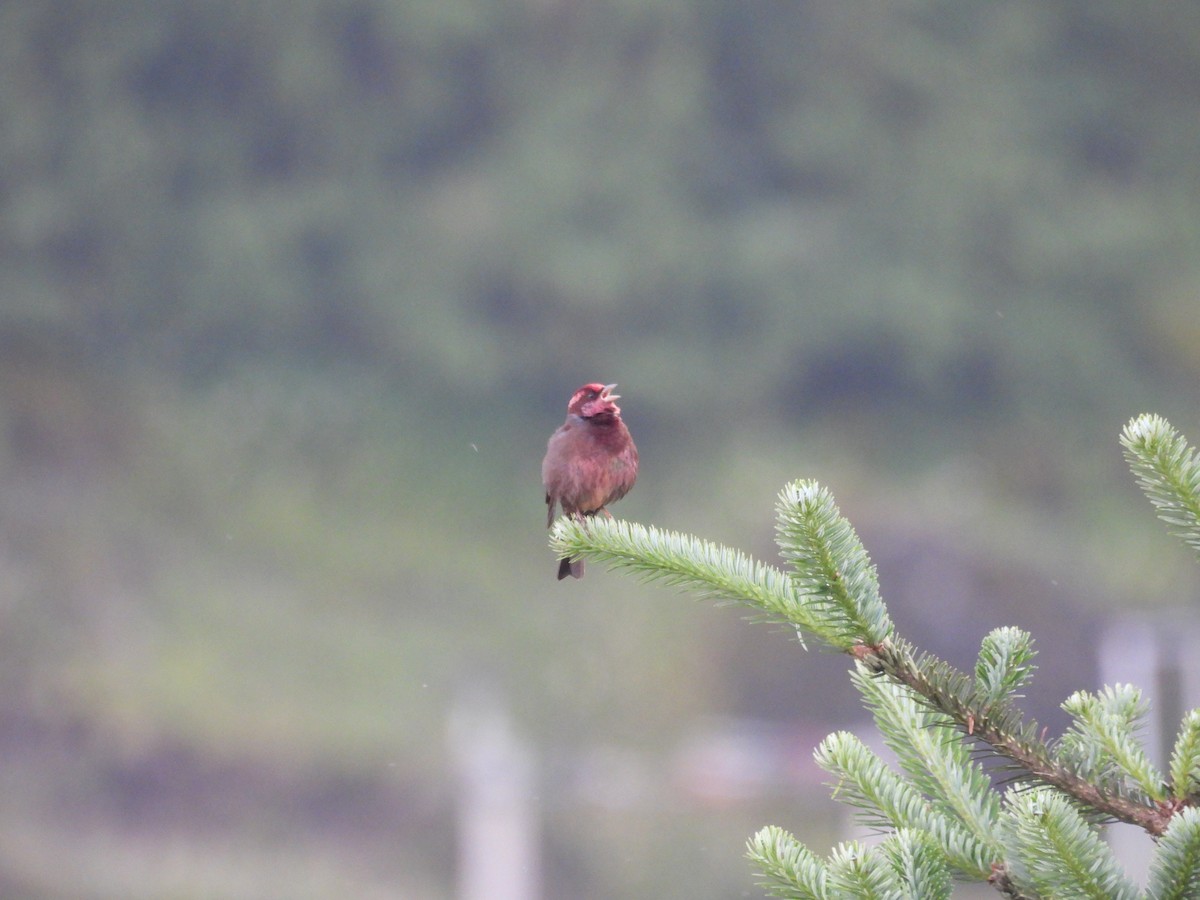 Dark-breasted Rosefinch - ML639976724