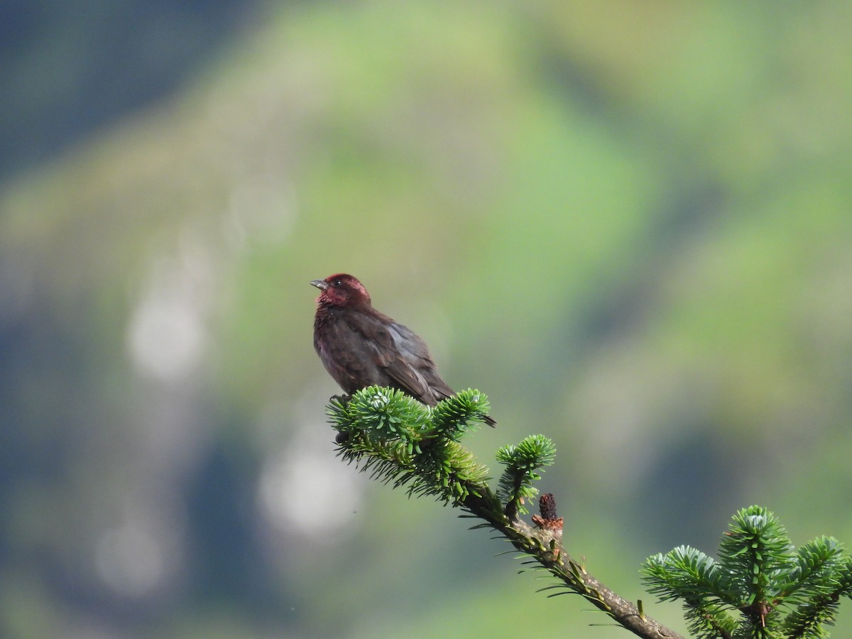 Dark-breasted Rosefinch - ML639976725