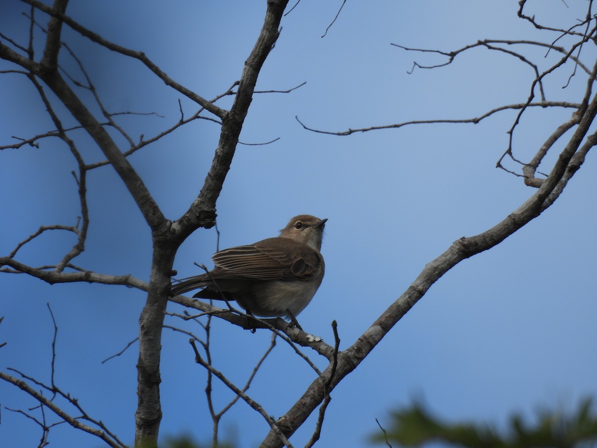 Pale Flycatcher (Pale) - ML639976745
