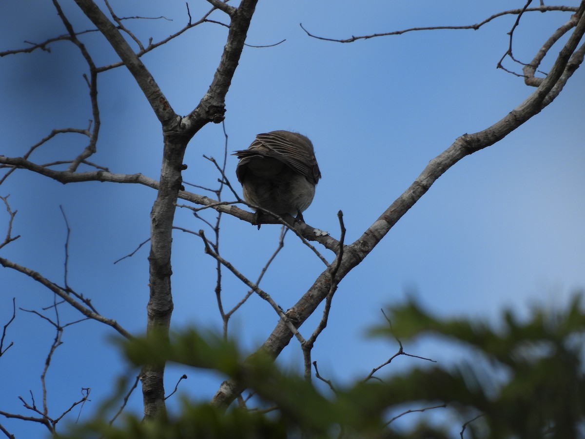 Pale Flycatcher (Pale) - ML639976748