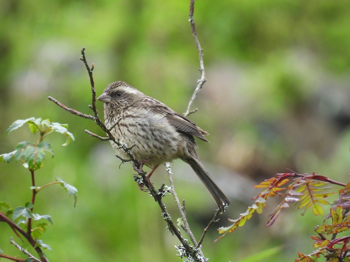 Sharpe's Rosefinch - ML639976751