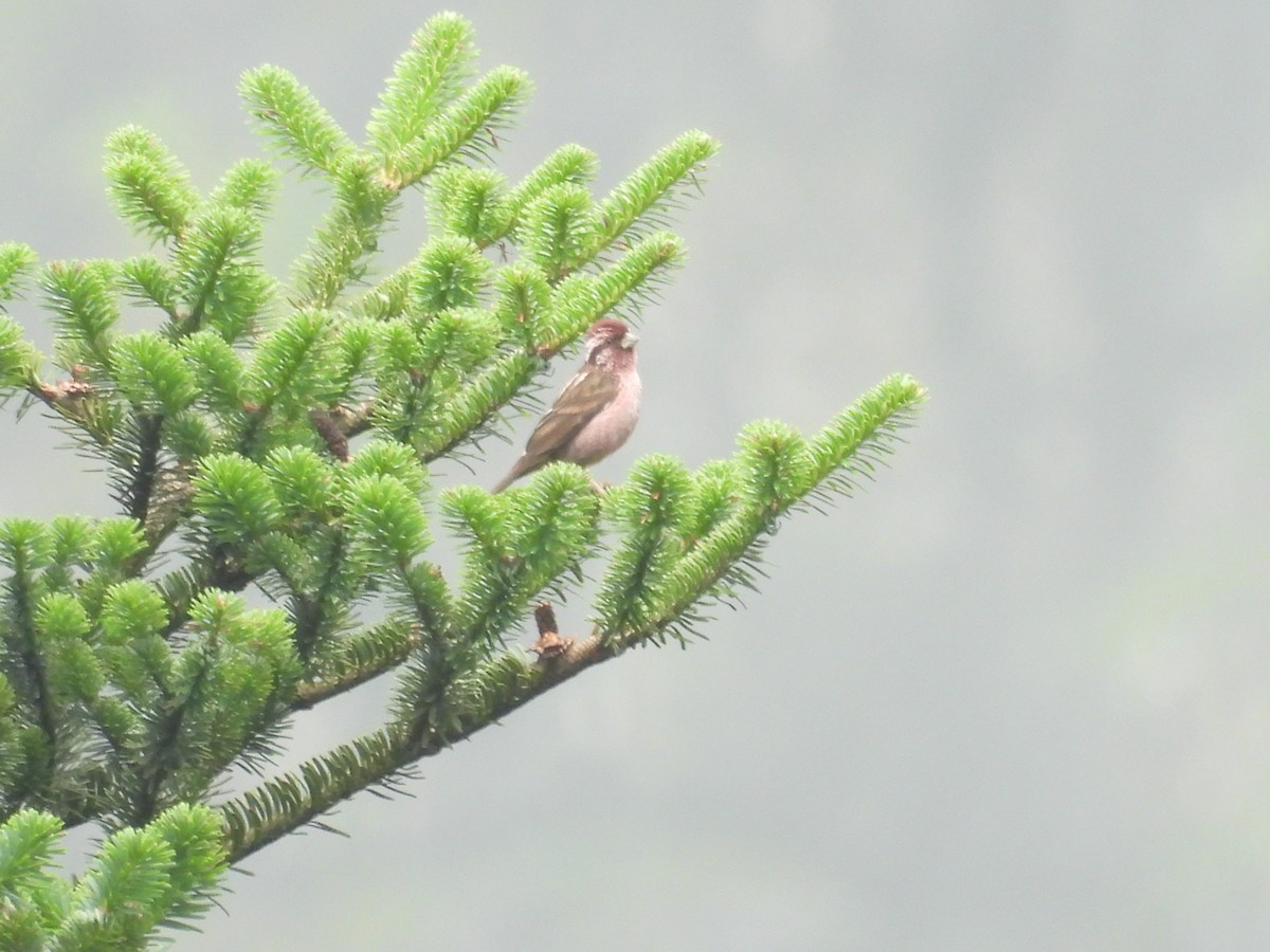Sharpe's Rosefinch - ML639976752