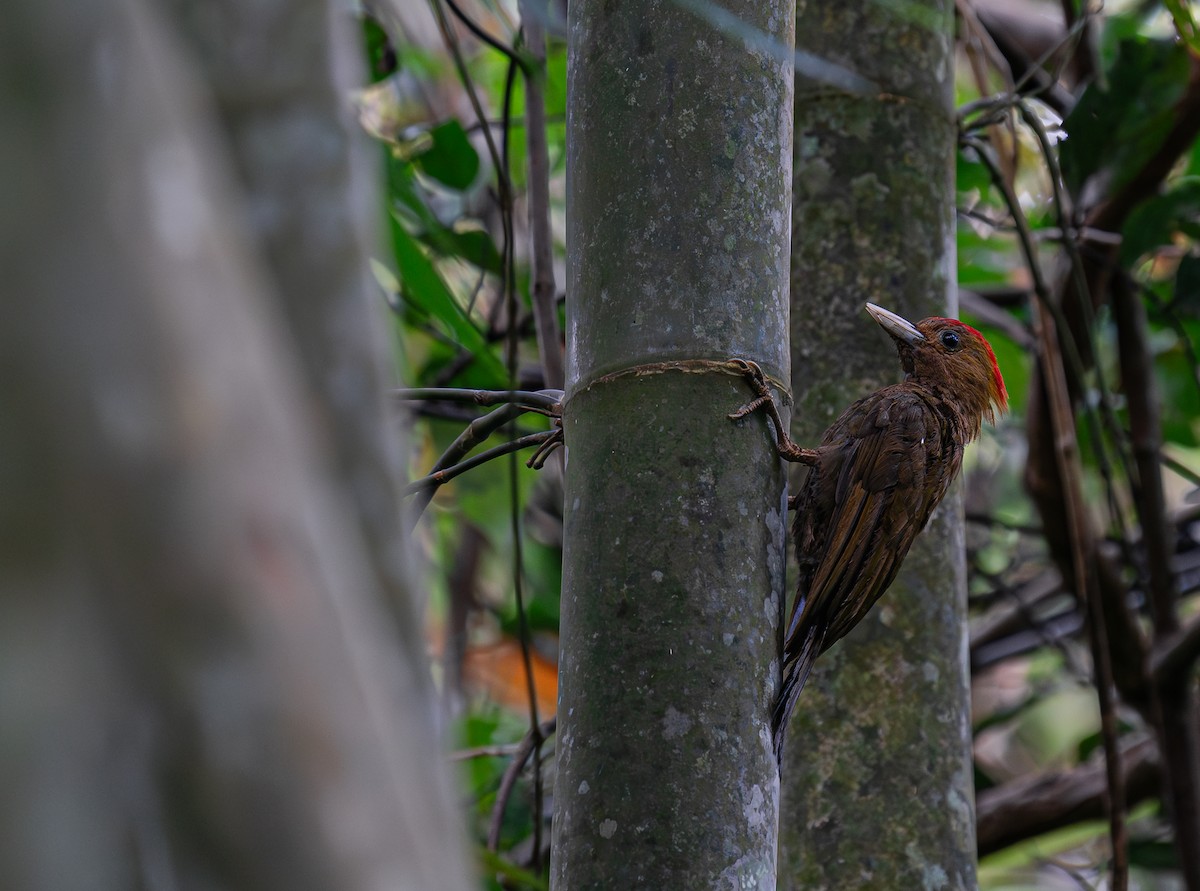 Bamboo Woodpecker - ML639976754