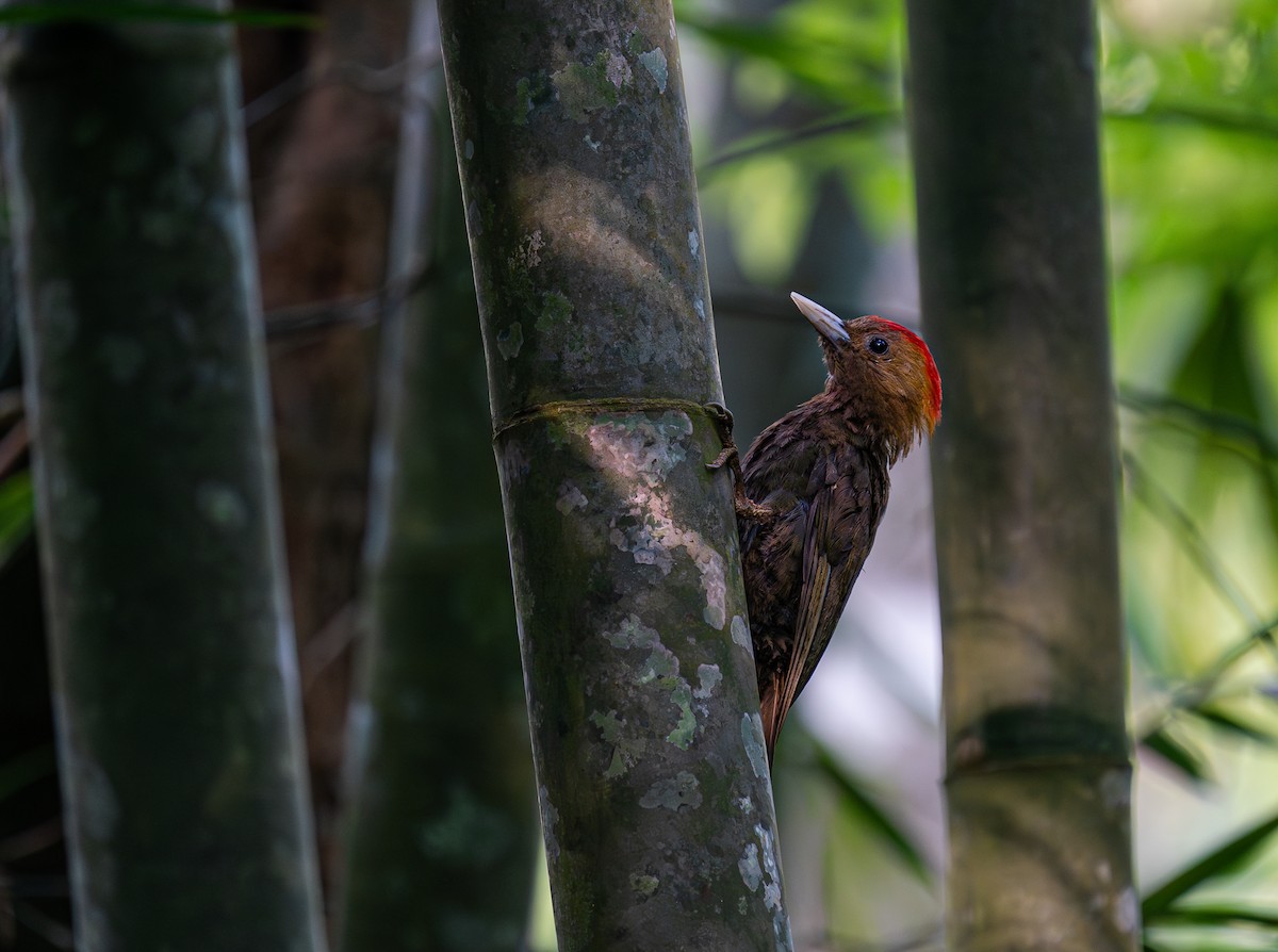 Bamboo Woodpecker - ML639976755