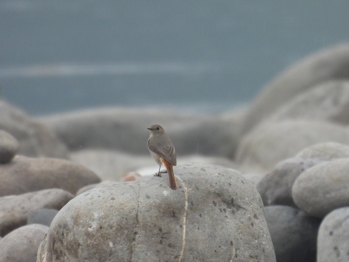 Hodgson's Redstart - ML639976770