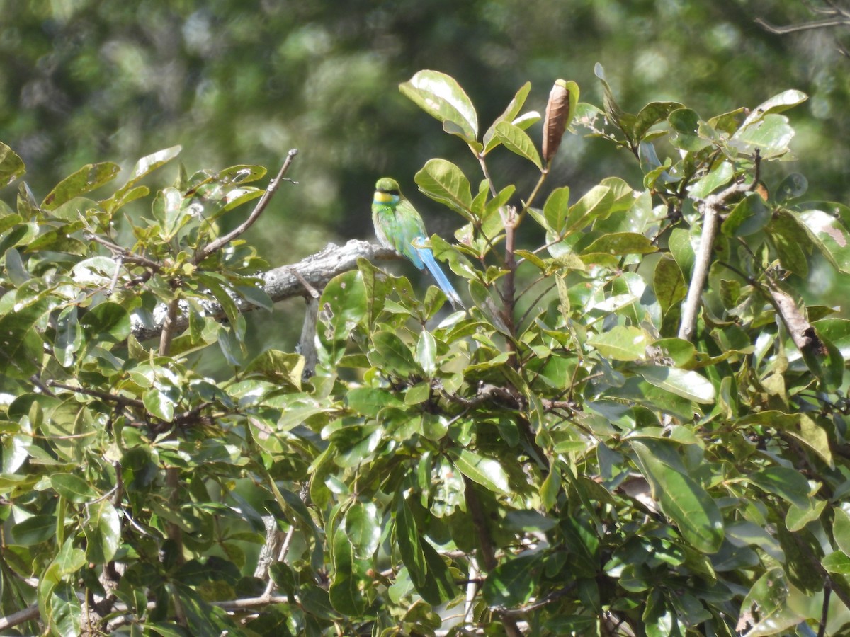 Swallow-tailed Bee-eater - ML639976777