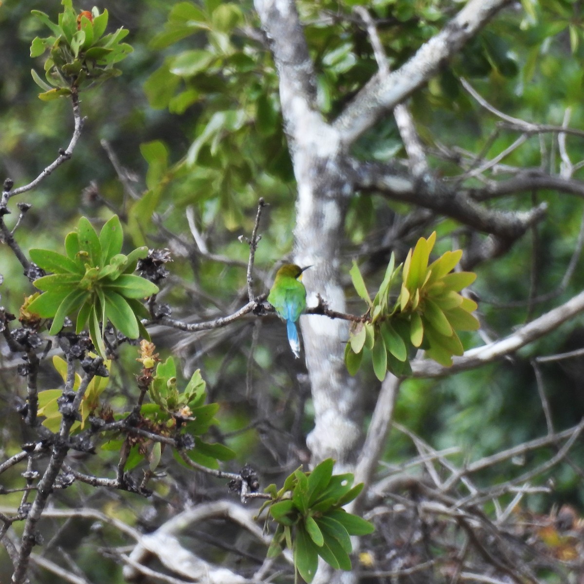 Swallow-tailed Bee-eater - ML639976783