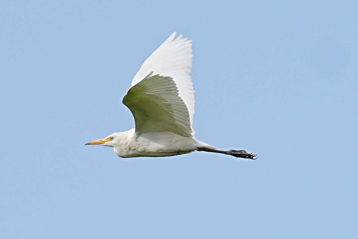 Western Cattle-Egret - ML639976784
