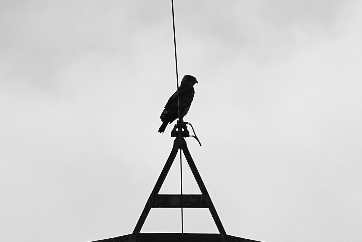 Short-toed Snake-Eagle - ML639976786