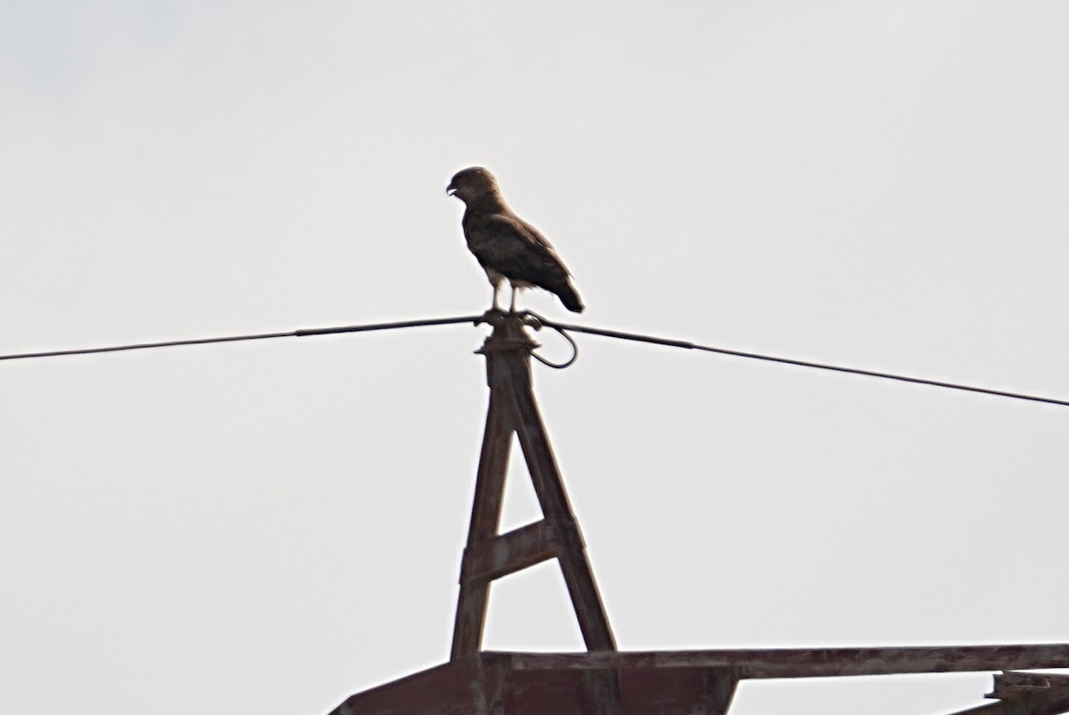 Short-toed Snake-Eagle - ML639976787