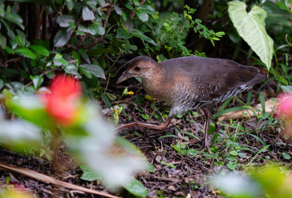 Band-bellied Crake - ML639976791