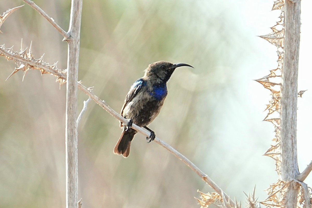 Palestine Sunbird - ML639976793