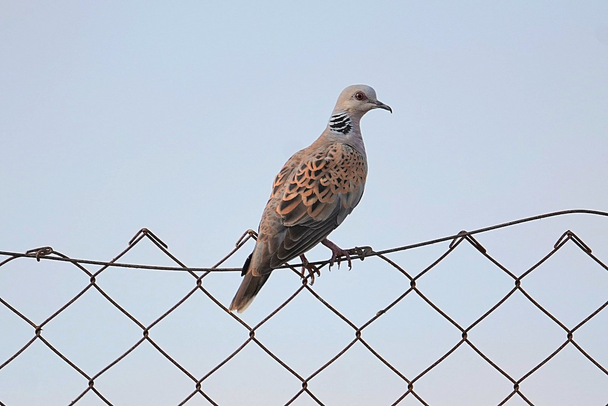 European Turtle-Dove - ML639976794