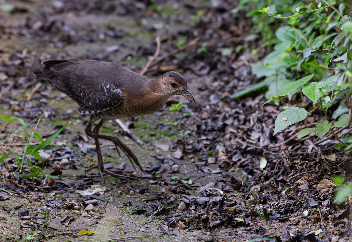 Band-bellied Crake - ML639976795