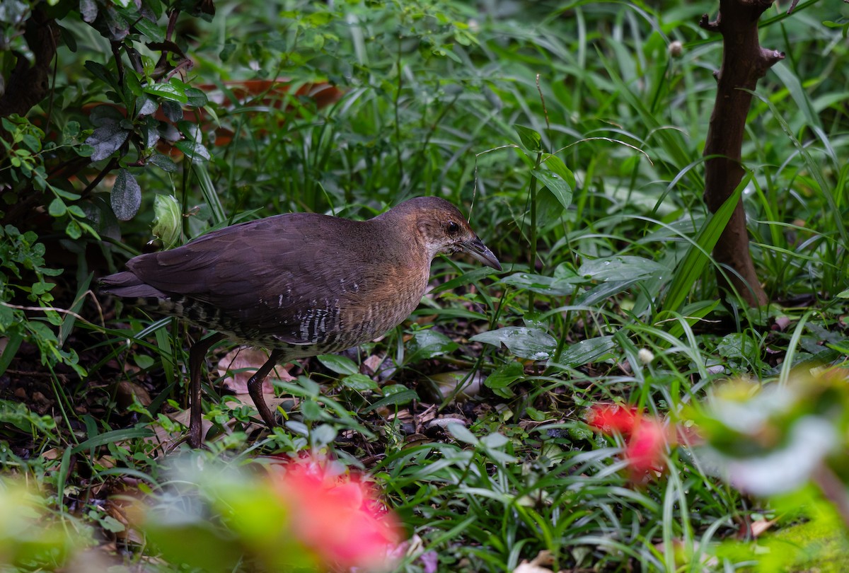 Band-bellied Crake - ML639976796