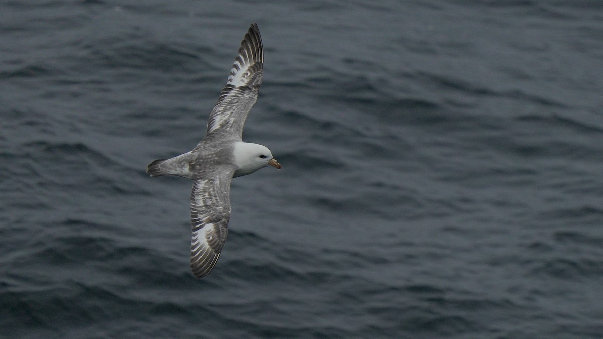 Northern Fulmar (Pacific) - ML639976798