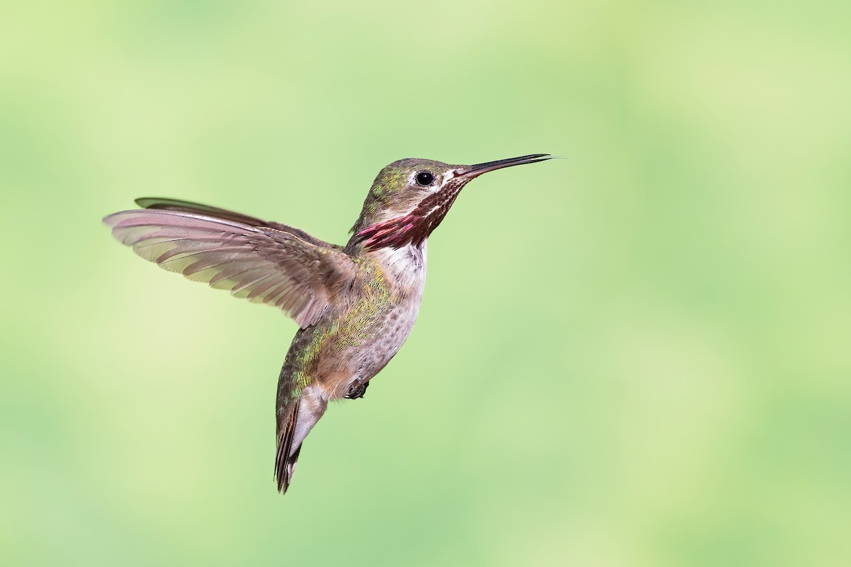 Calliope Hummingbird - ML639976808