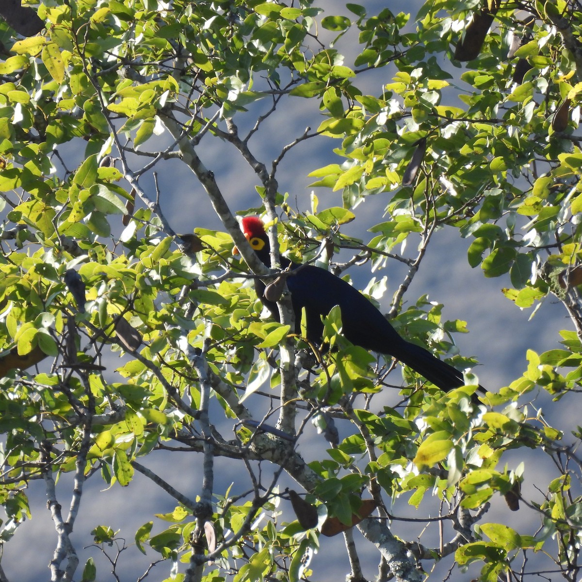 Ross's Turaco - ML639976813