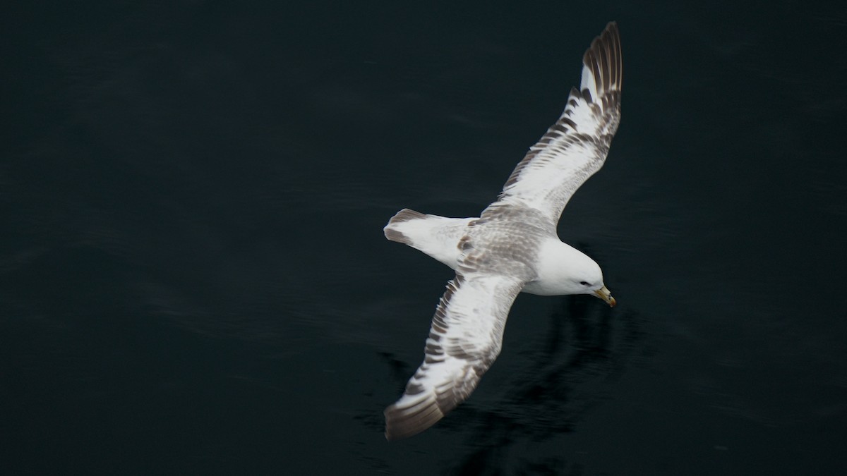 Northern Fulmar (Pacific) - ML639976814