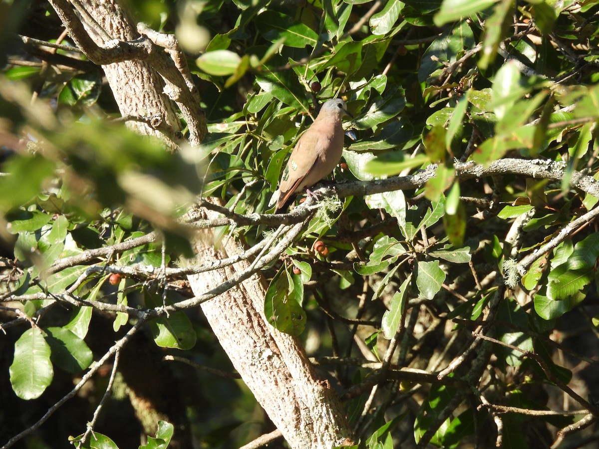 Emerald-spotted Wood-Dove - ML639976815