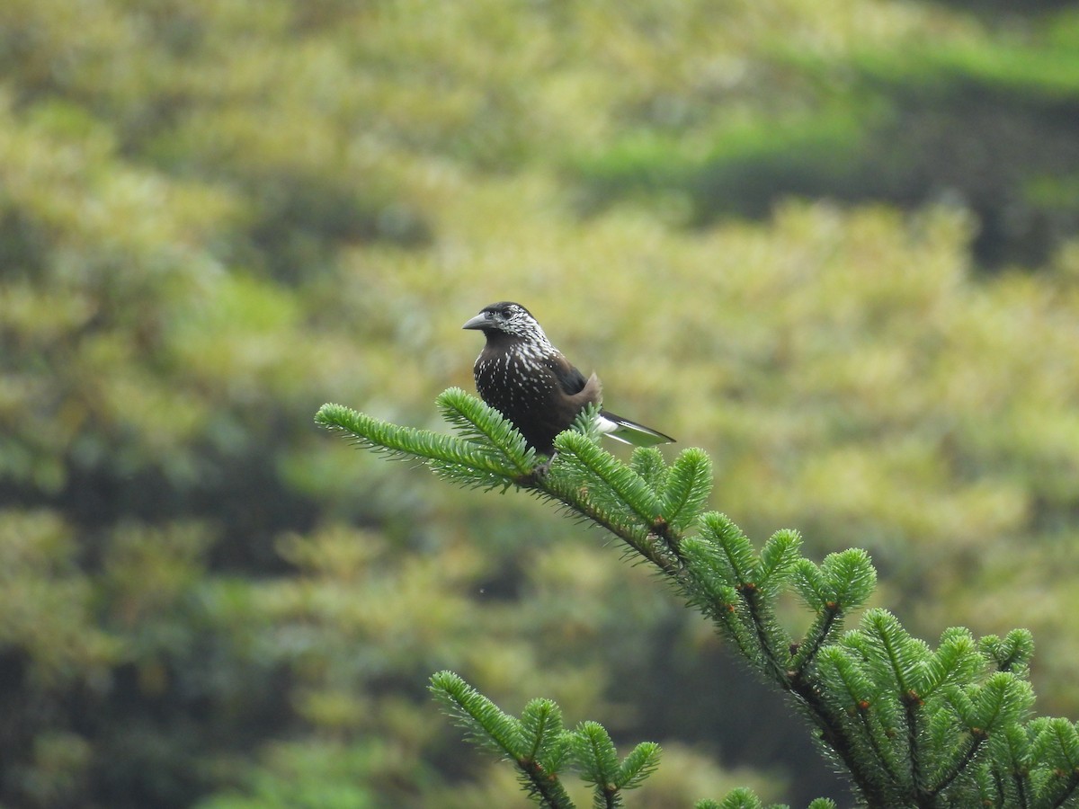 Southern Nutcracker - ML639976850