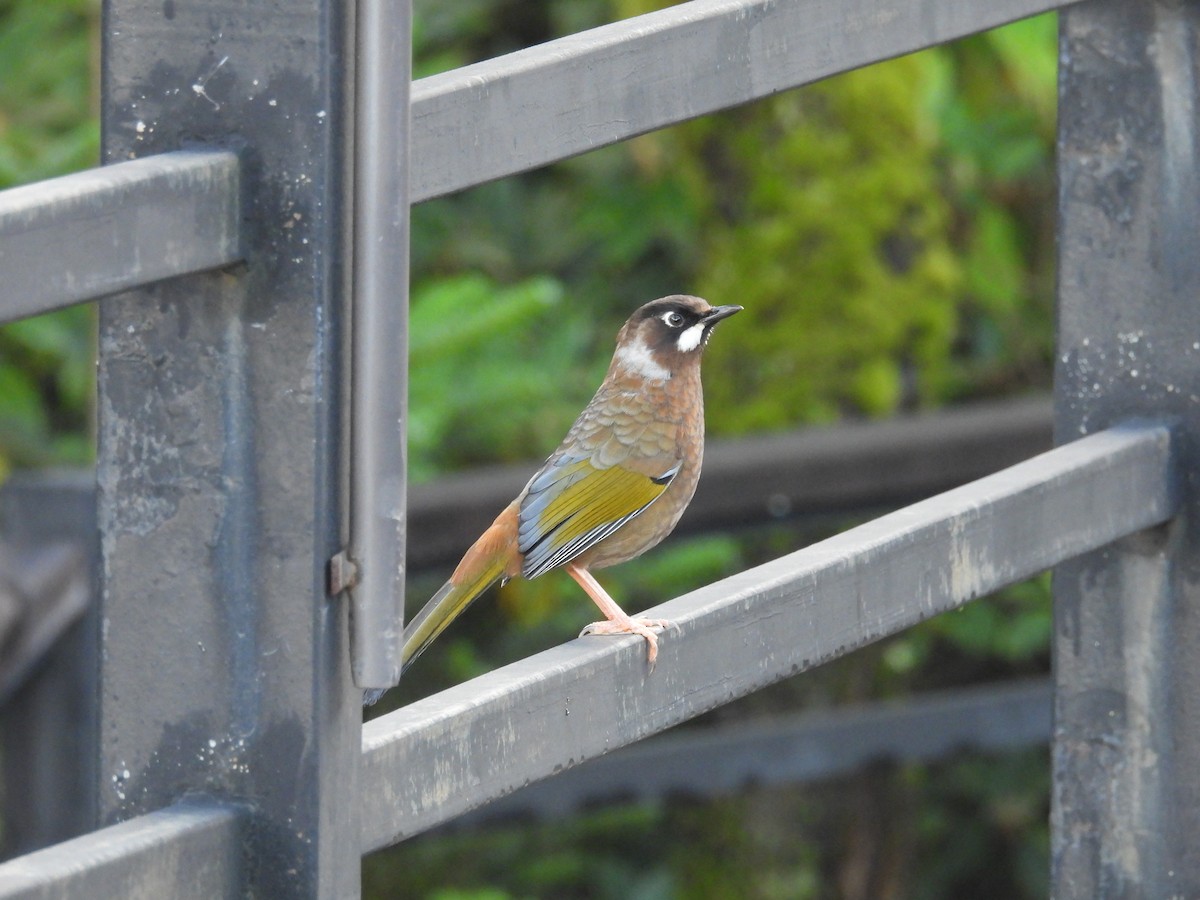 Black-faced Laughingthrush - ML639976852