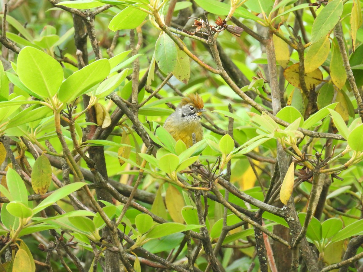 Chestnut-tailed Minla - ML639976853