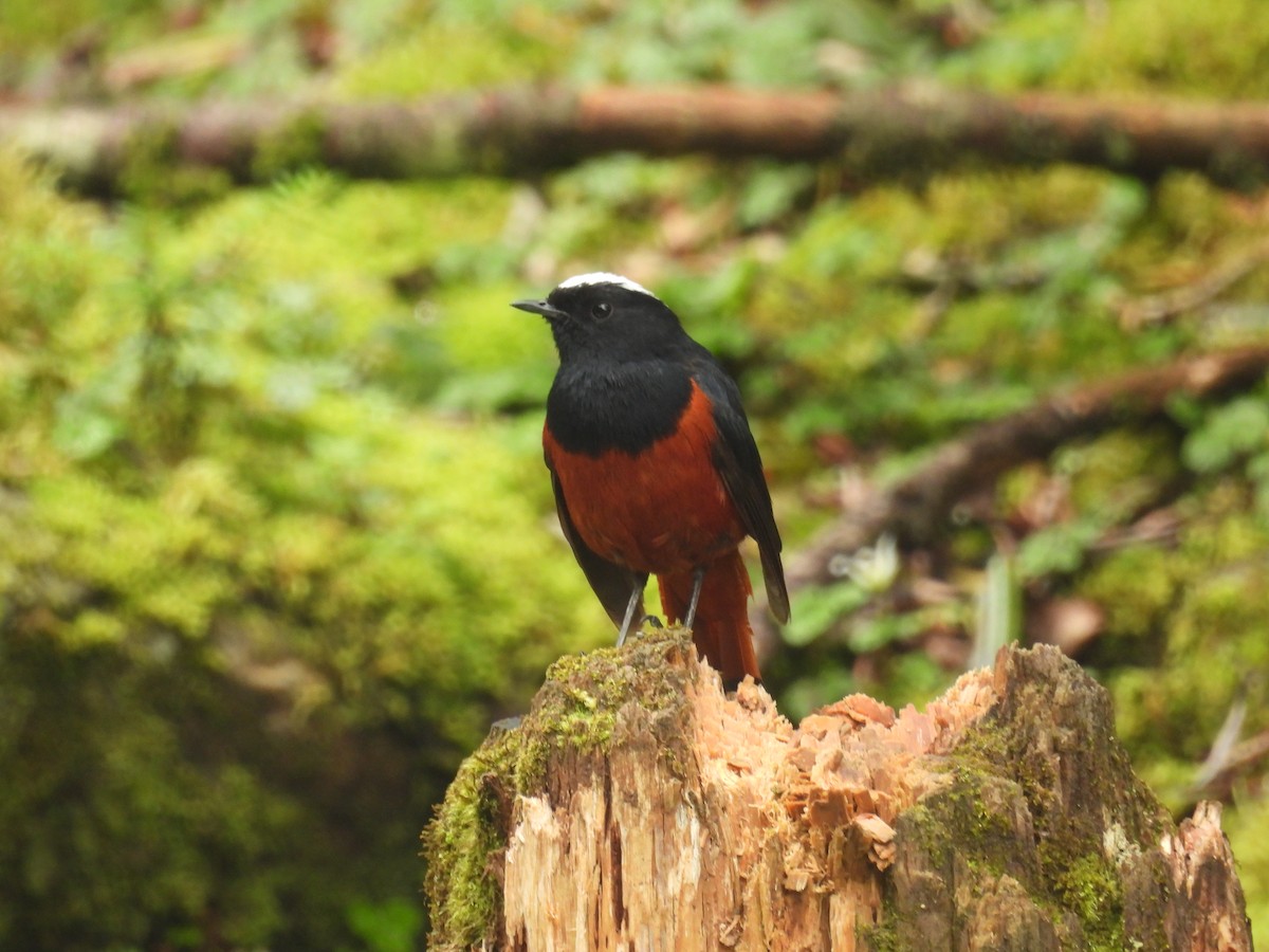 White-capped Redstart - ML639976854