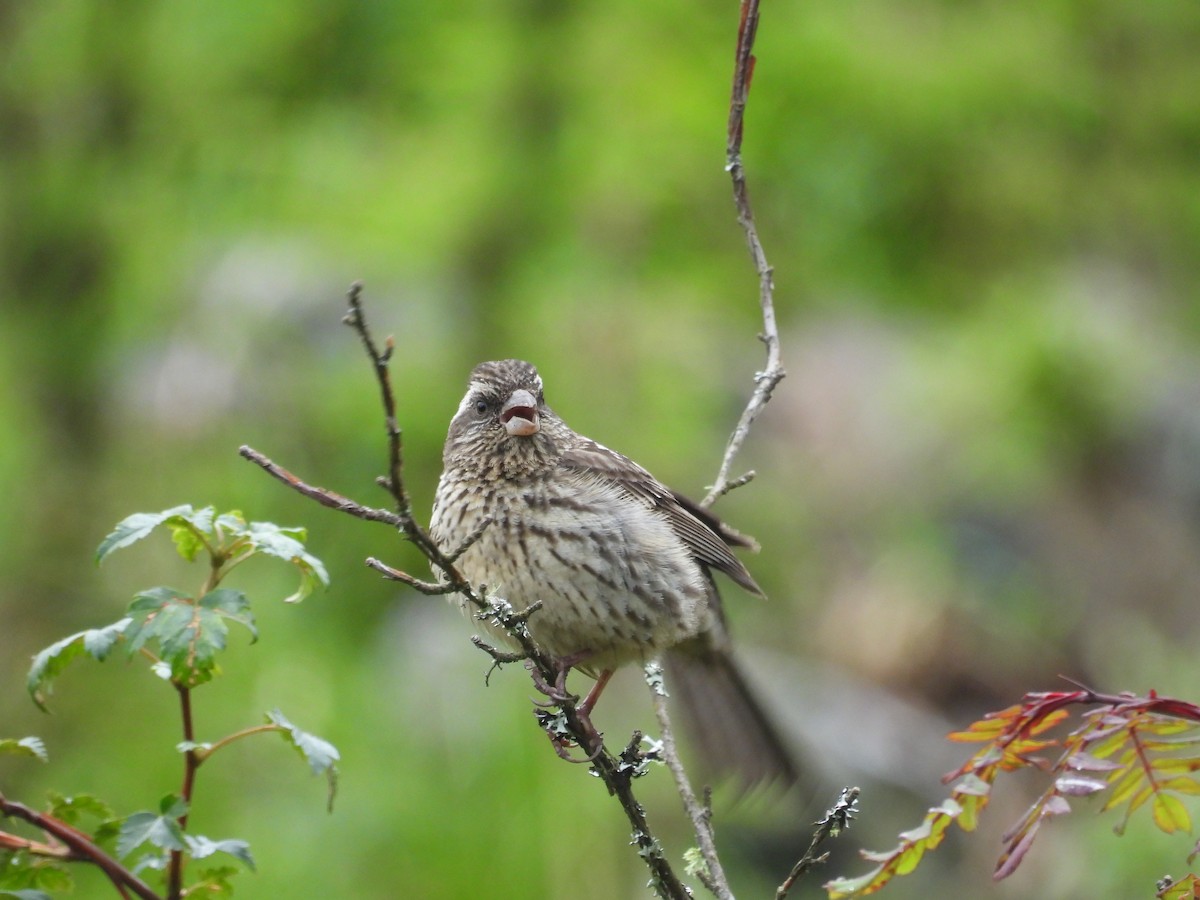 Sharpe's Rosefinch - ML639976855