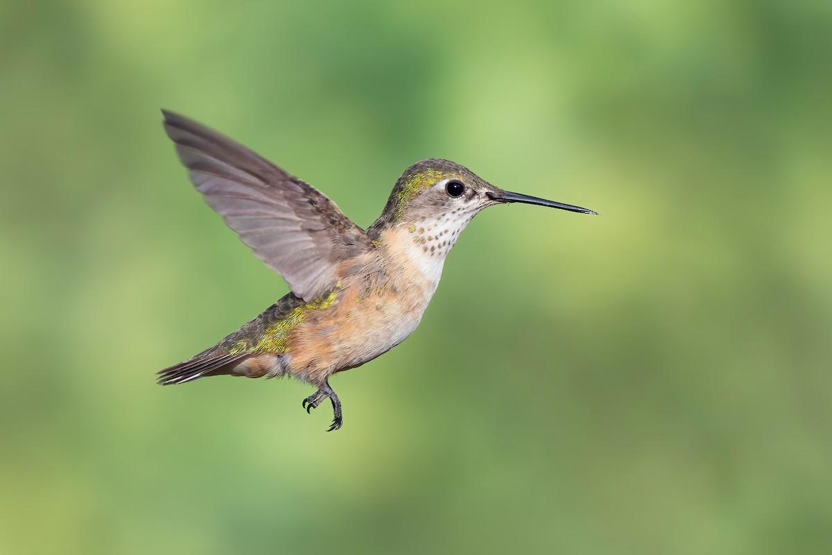 Calliope Hummingbird - ML639976856