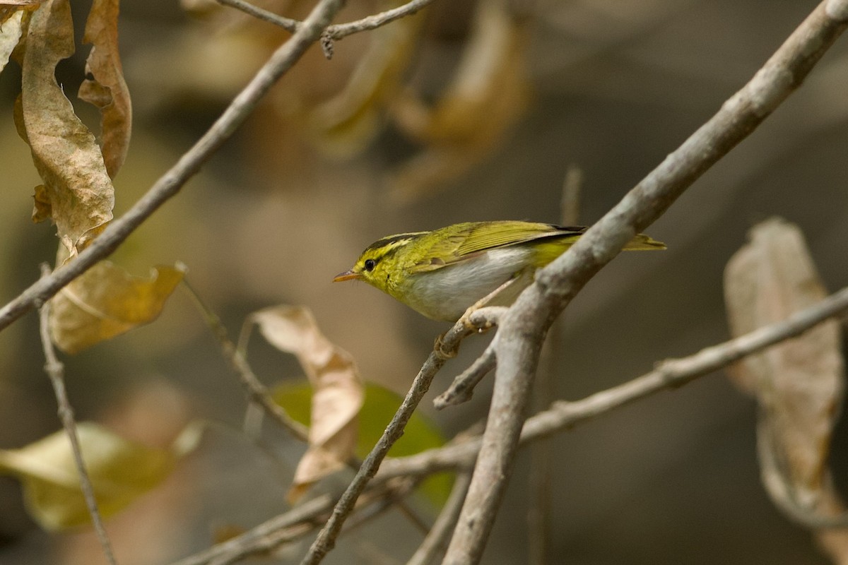 Yellow-vented Warbler - ML639976915