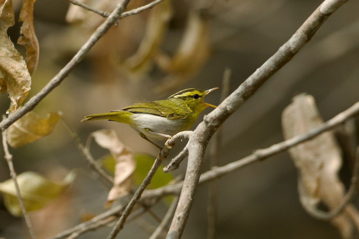 Yellow-vented Warbler - ML639976916