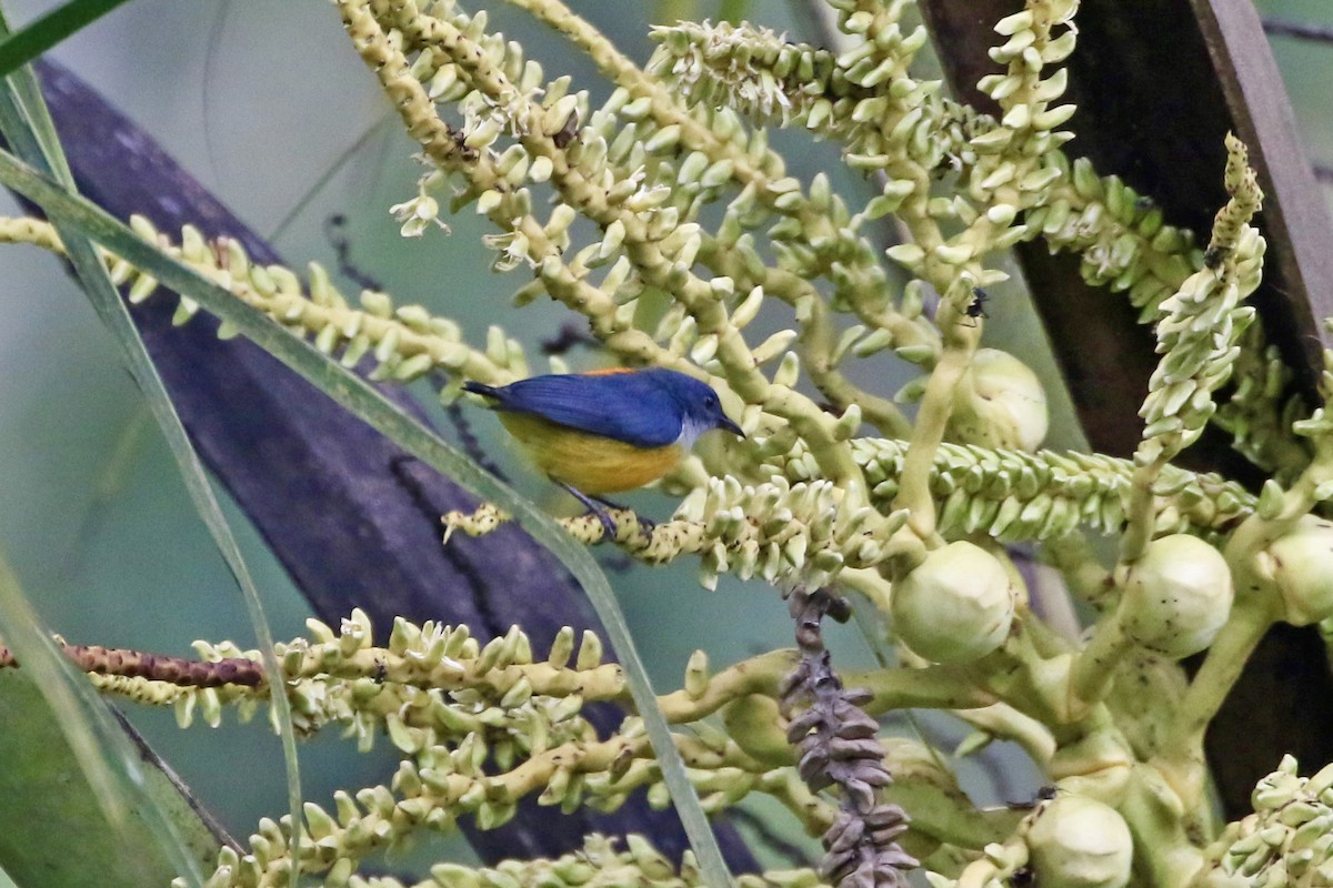 Orange-bellied Flowerpecker - ML639976935