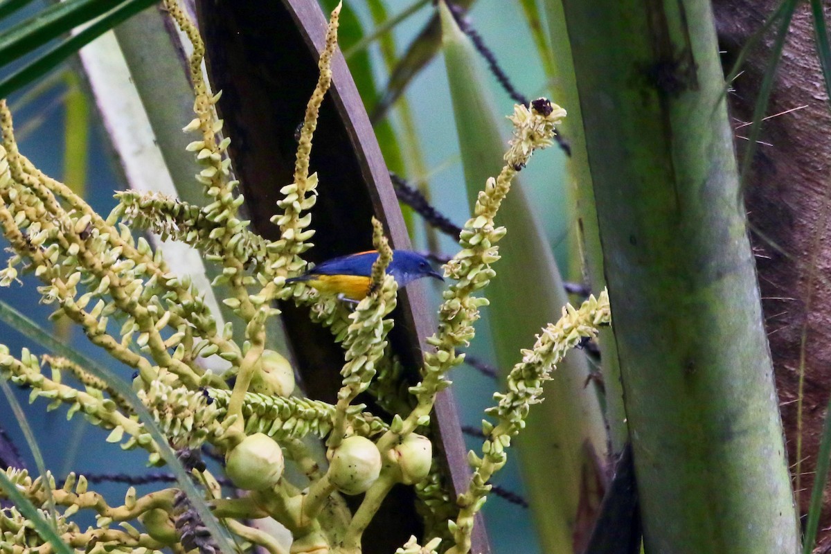 Orange-bellied Flowerpecker - ML639976949