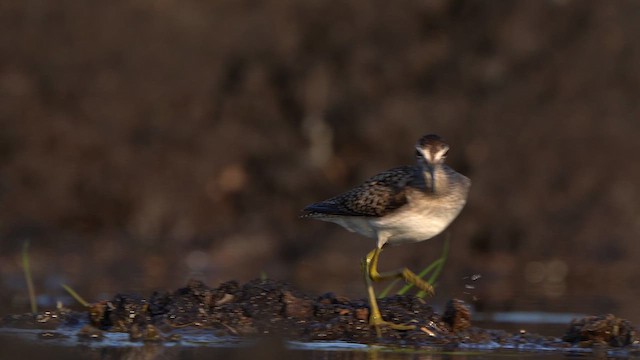 Andarríos Bastardo - ML639976960