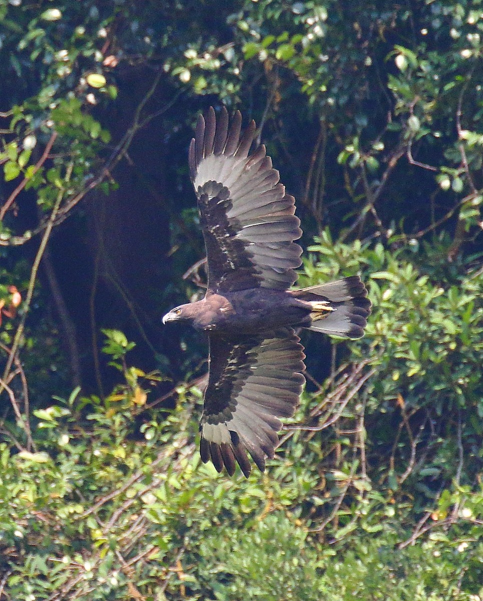 Changeable Hawk-Eagle (Changeable) - ML639976979
