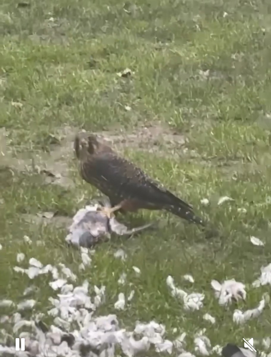 New Zealand Falcon - ML639976996
