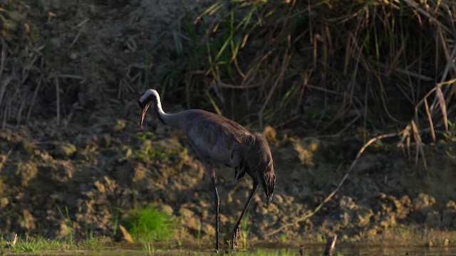 Grulla Común - ML639976998