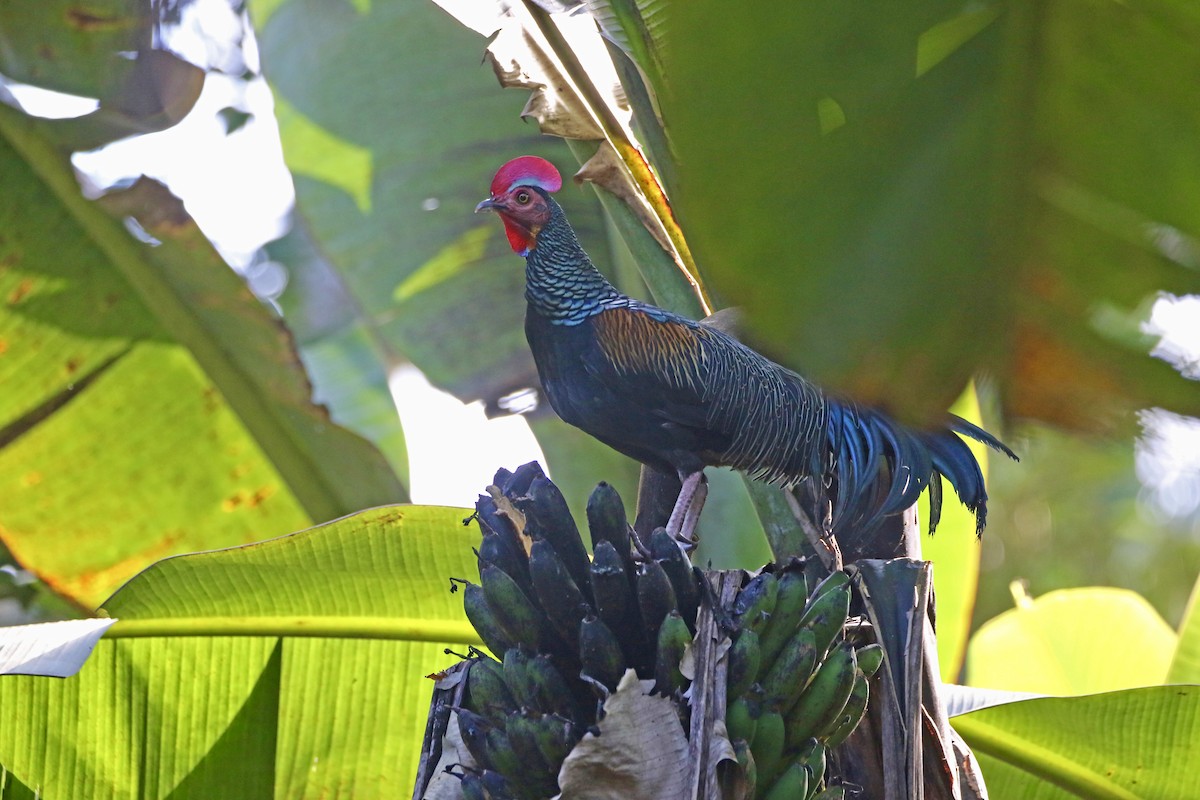 Green Junglefowl - ML639977058