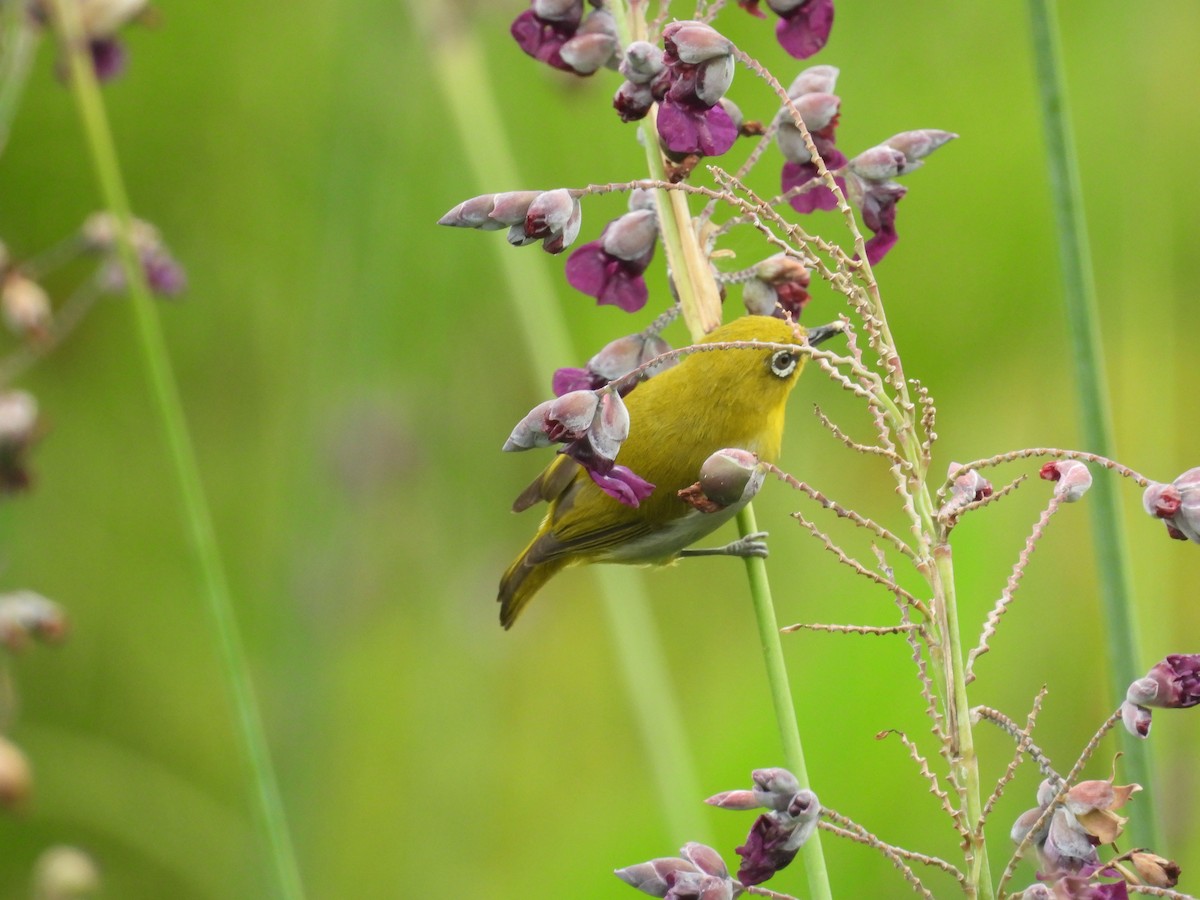 Indian White-eye - ML639977078