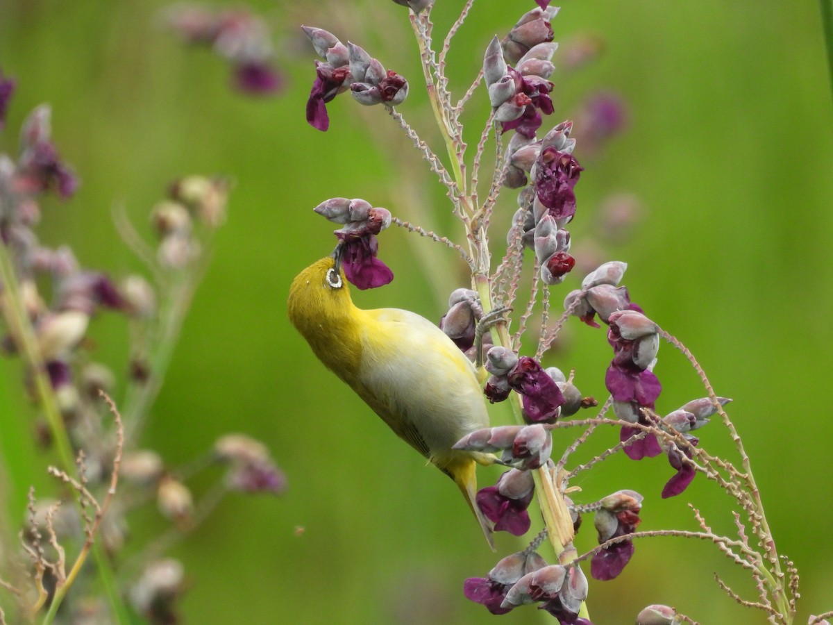 Indian White-eye - ML639977079