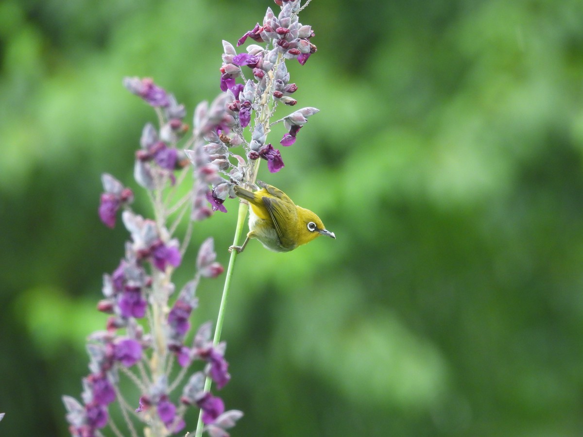 Indian White-eye - ML639977080