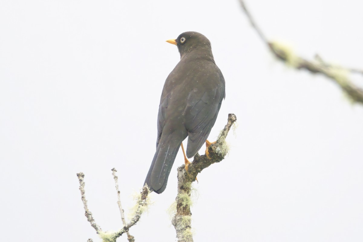 Sooty Thrush - ML639977190